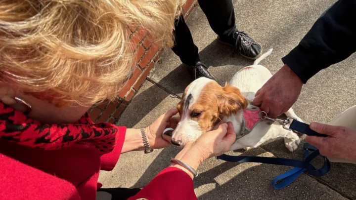 imposition of ashes given to a puppy